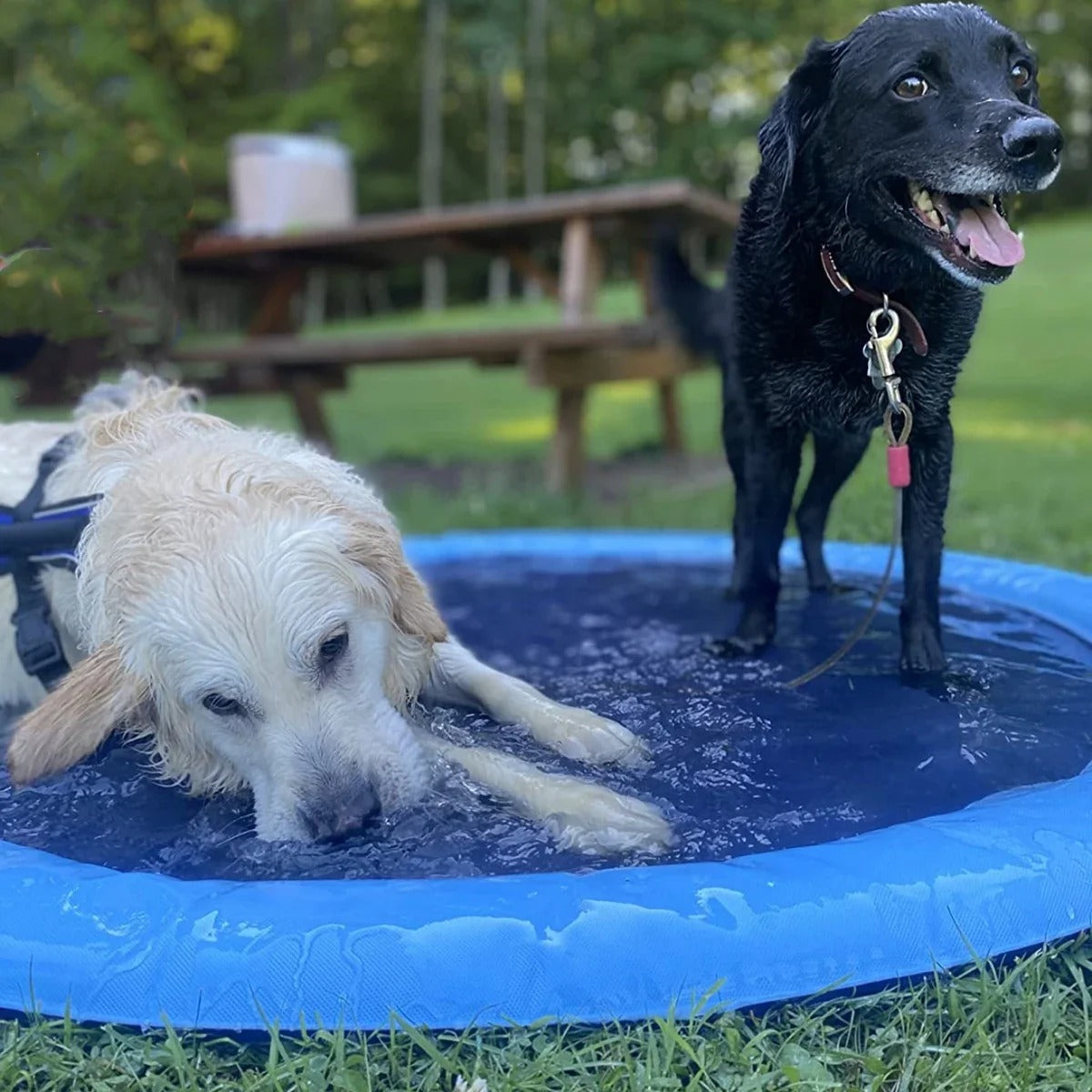 Pet Splash Pad